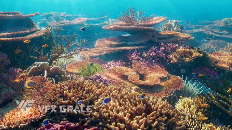 珊瑚礁集合 – Corals Collection