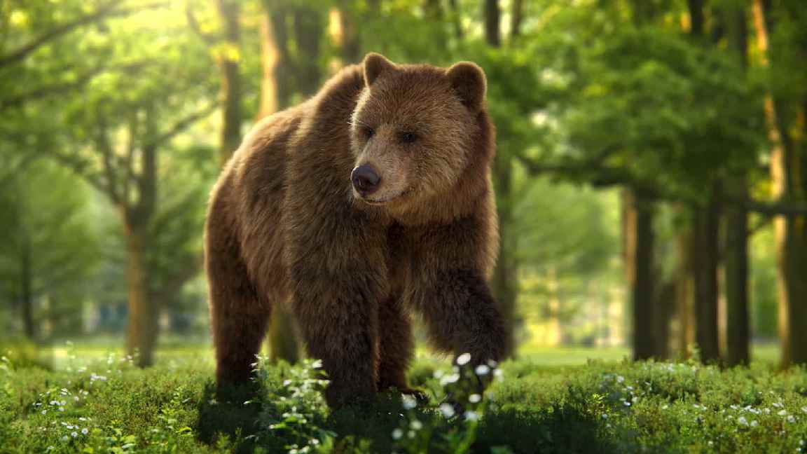 雌性棕熊 3D 模型 – Female Brown Bear | Blender 3D Model