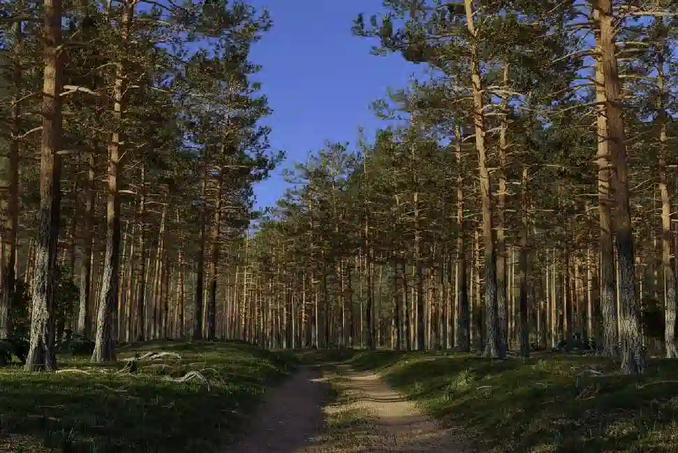 松树模型包 Vol.02 – Pine Tree Pack Vol.02