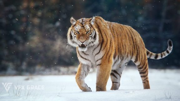 西伯利亚虎高精度绑定动画模型 – Siberian Tiger Rigged Animated