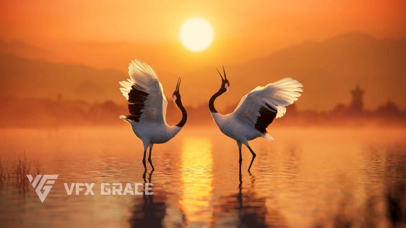 丹顶鹤动画（视觉特效优雅） – Red-Crowned Crane Animated | VFX Grace