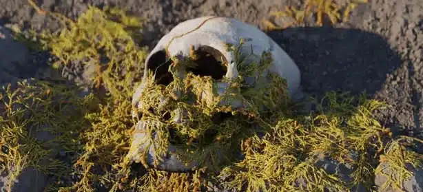 程序化真菌生长工具 (Blender 3.5) – Procedural Fungus Growth