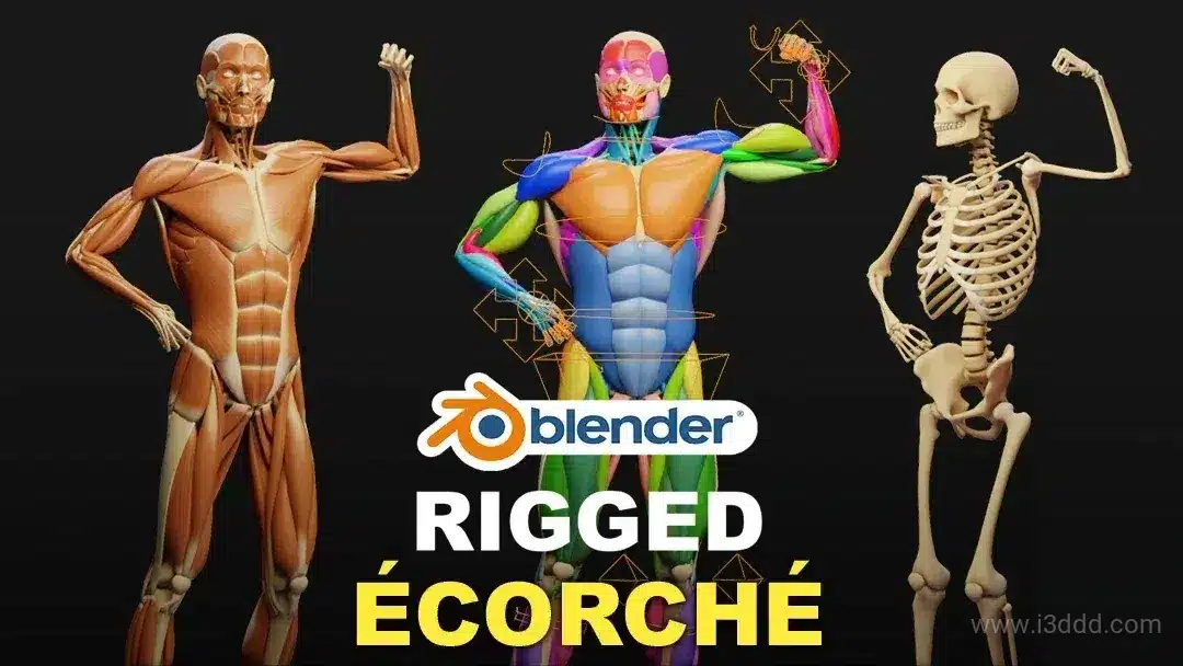 肌肉解剖 绑定模型 – Muscle Anatomy Ecorche Rigged