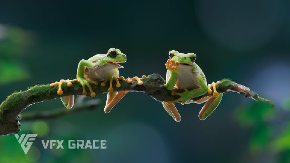 树蛙绑定动画模型 – Tree Frog Rigged Animated