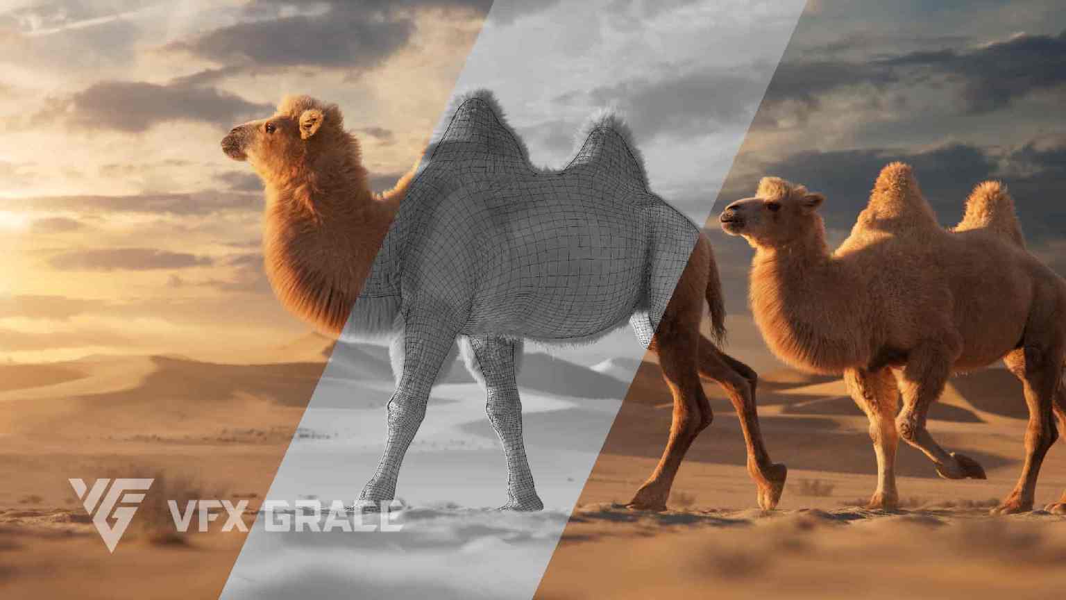 双峰骆驼动画模型 – Bactrian Camel Animated