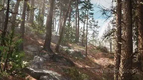 松林森林植被树木场景环境野外环境 – Rocky Pine Forest