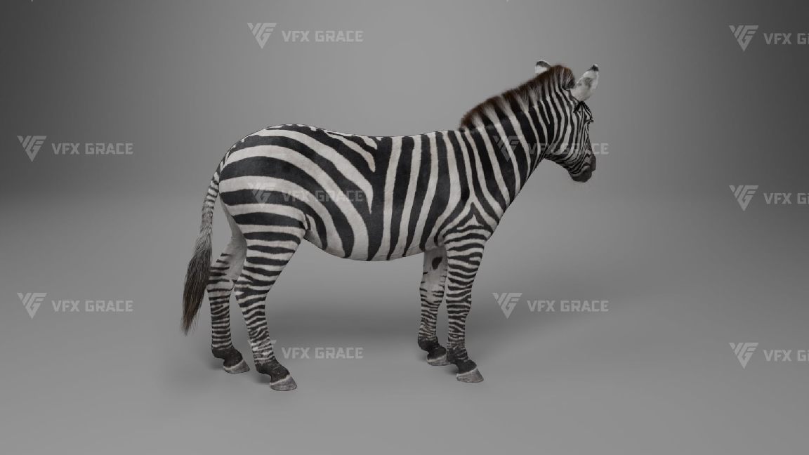 斑马高精度绑定动画模型（Blender） – Zebra Rigged Animated