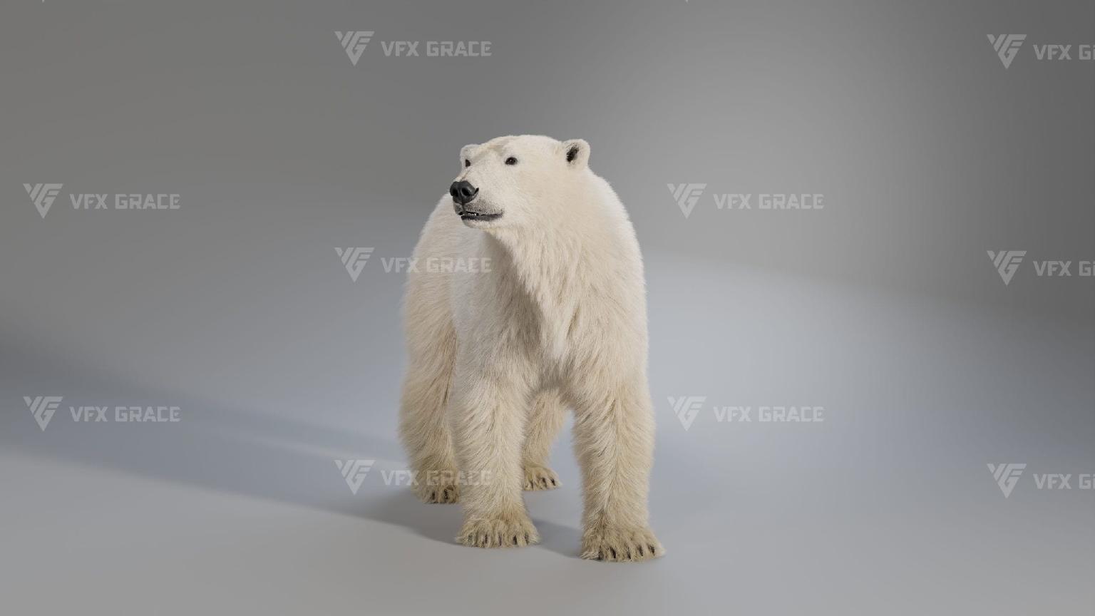北极熊绑定 3D 模型 – Polar Bear Rigged 3D Model