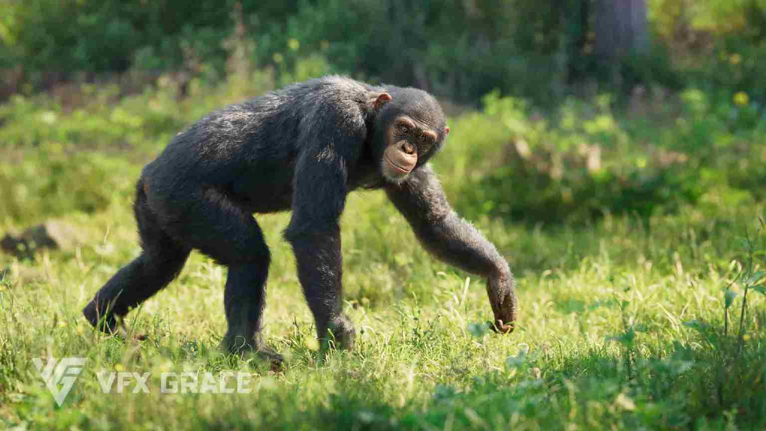 黑猩猩动画模型 – Chimpanzee Animated