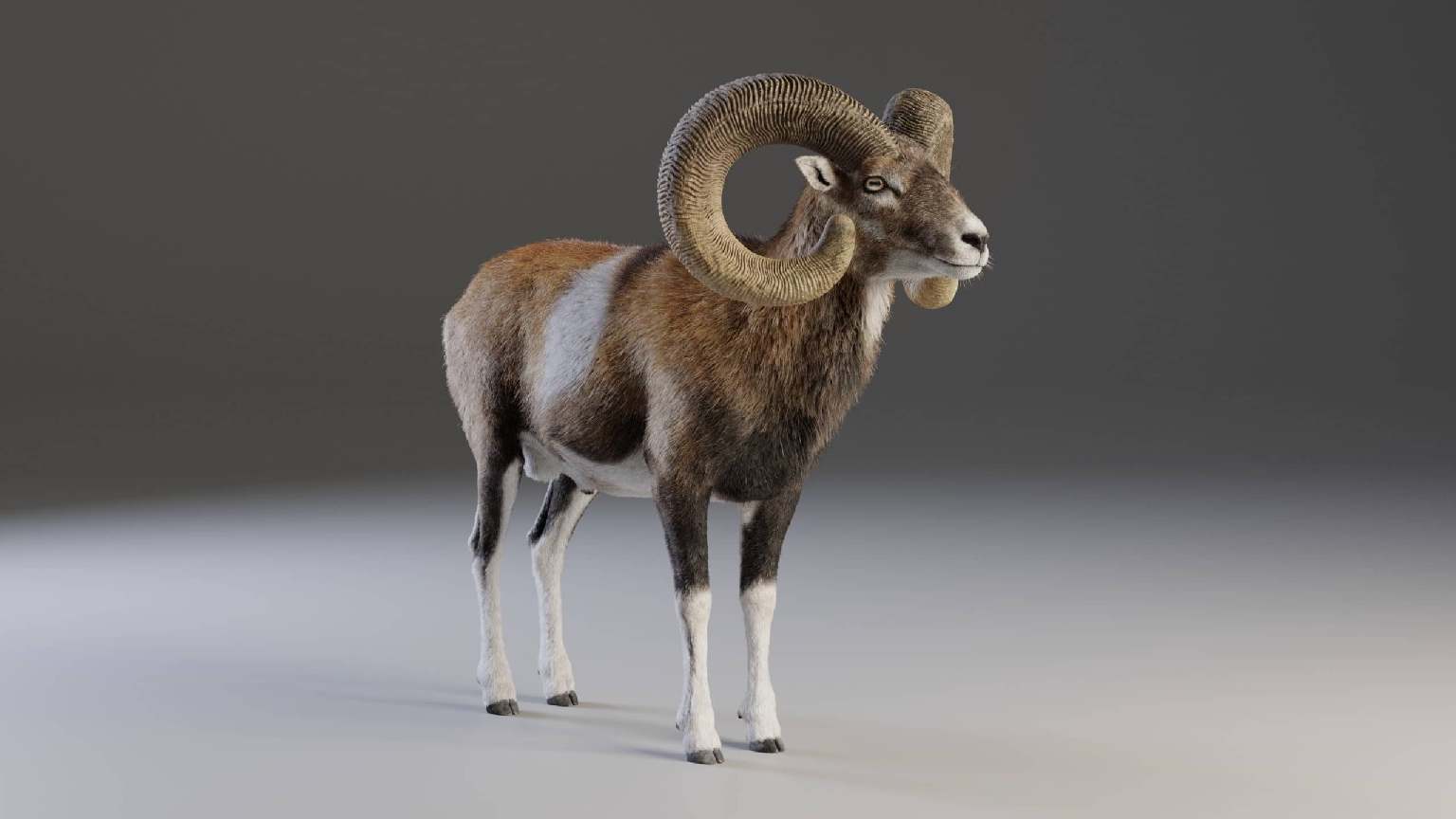 欧洲盘羊（雄性）动画模型 – European Mouflon Male Animated