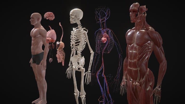 动态全人体解剖 3D 模型 – Animated Human Anatomy Model