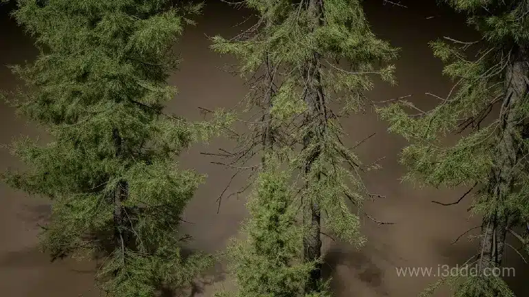 植物图鉴 黑云杉 – Foliage VOL.49 – Black Spruce