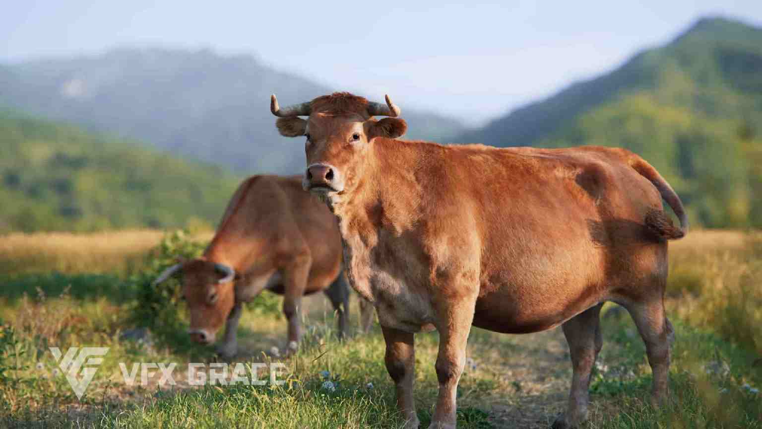 奶牛绑定动画模型 – Cattle Rigged Animated