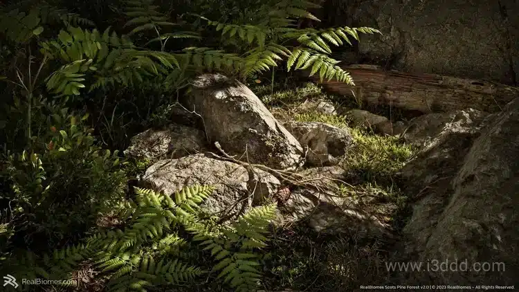 写实苏格兰松林场景生物群落 – RealBiomes Scots Pine Forest V2
