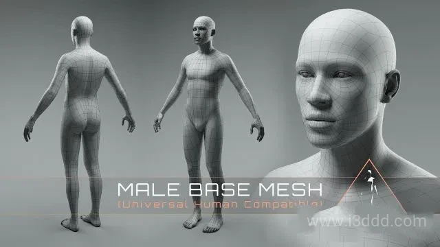 Blender男性身体3D模型 Universal Human Male Base Mesh v2.1